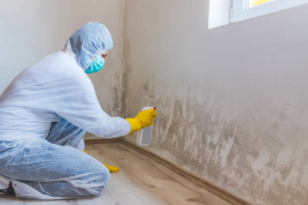 Mold Removal Process in Clintwood, VA