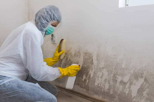 Best Residential Mold Removal  in Clintwood, VA