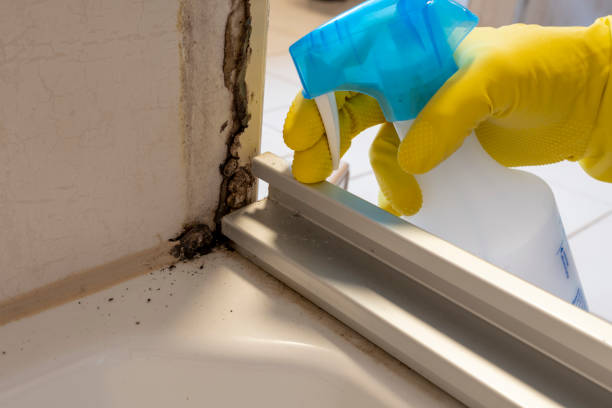 Best Mold Remediation Experts  in Clintwood, VA