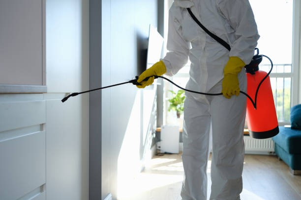 Best Certified Mold Removal  in Clintwood, VA