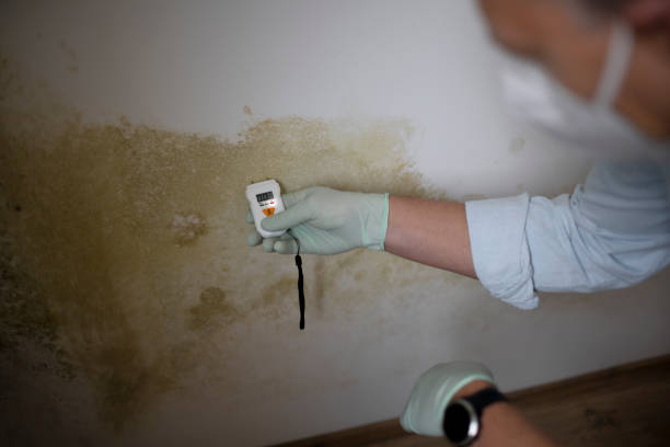Best Office Mold Removal Services  in Clintwood, VA