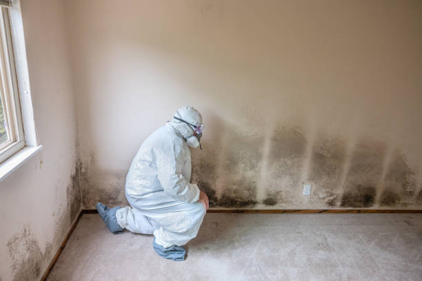 Best Local Mold Removal Service  in Clintwood, VA