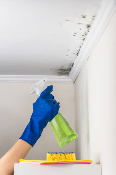 Best Toxic Mold Removal  in Clintwood, VA
